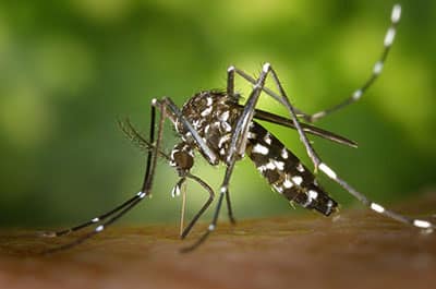 Virus chikungunya
